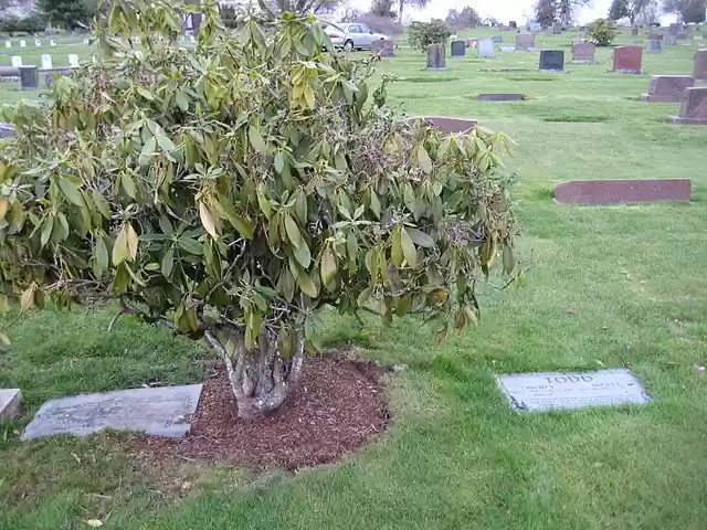 Mr. David Todd buried 1-4 mile from Mr. H.E. Armstrong